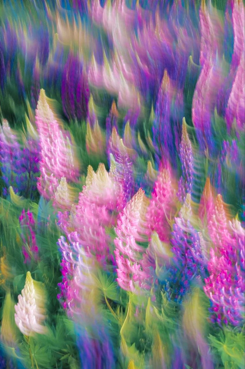 impressionistinen maalaus lupiineista